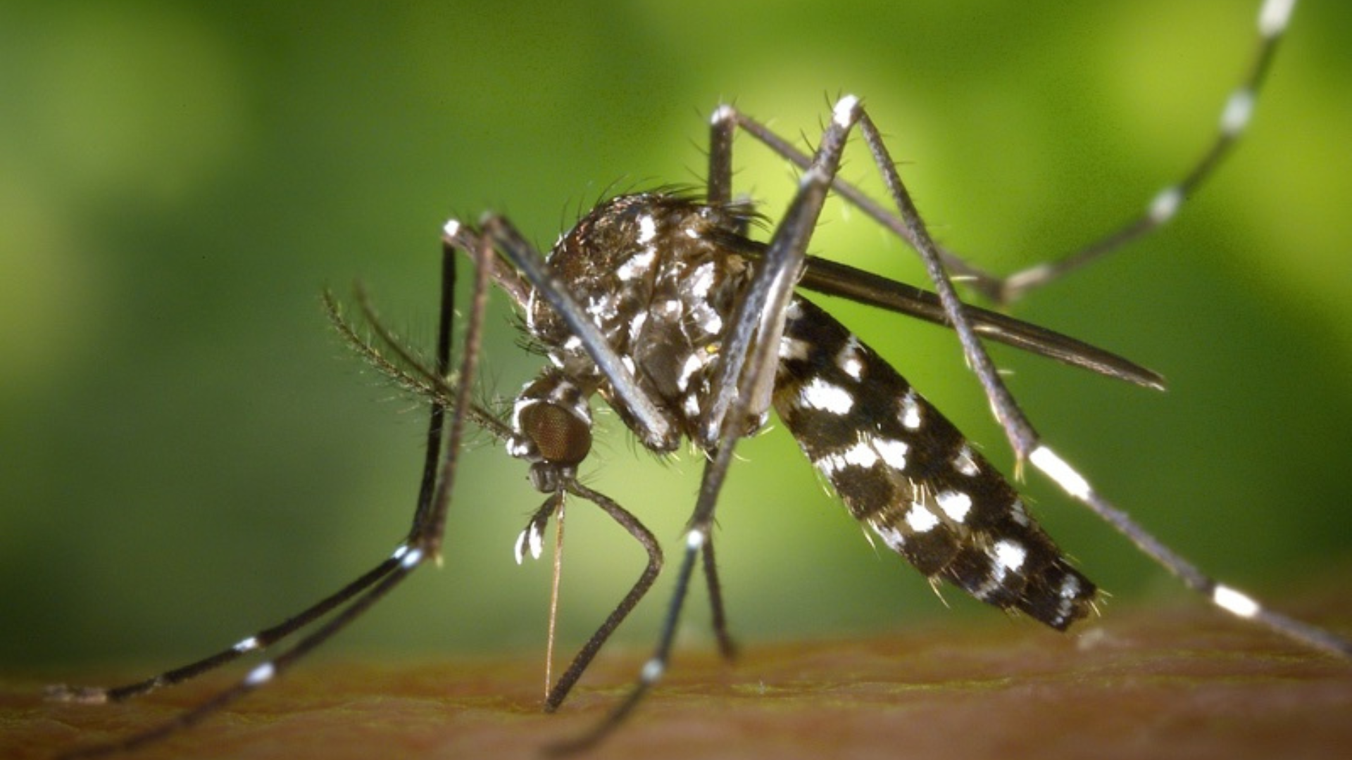 Luchando contra los mosquitos 