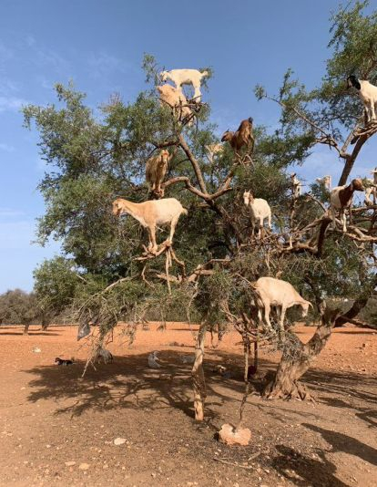 cabras subidas a las ramas de argan