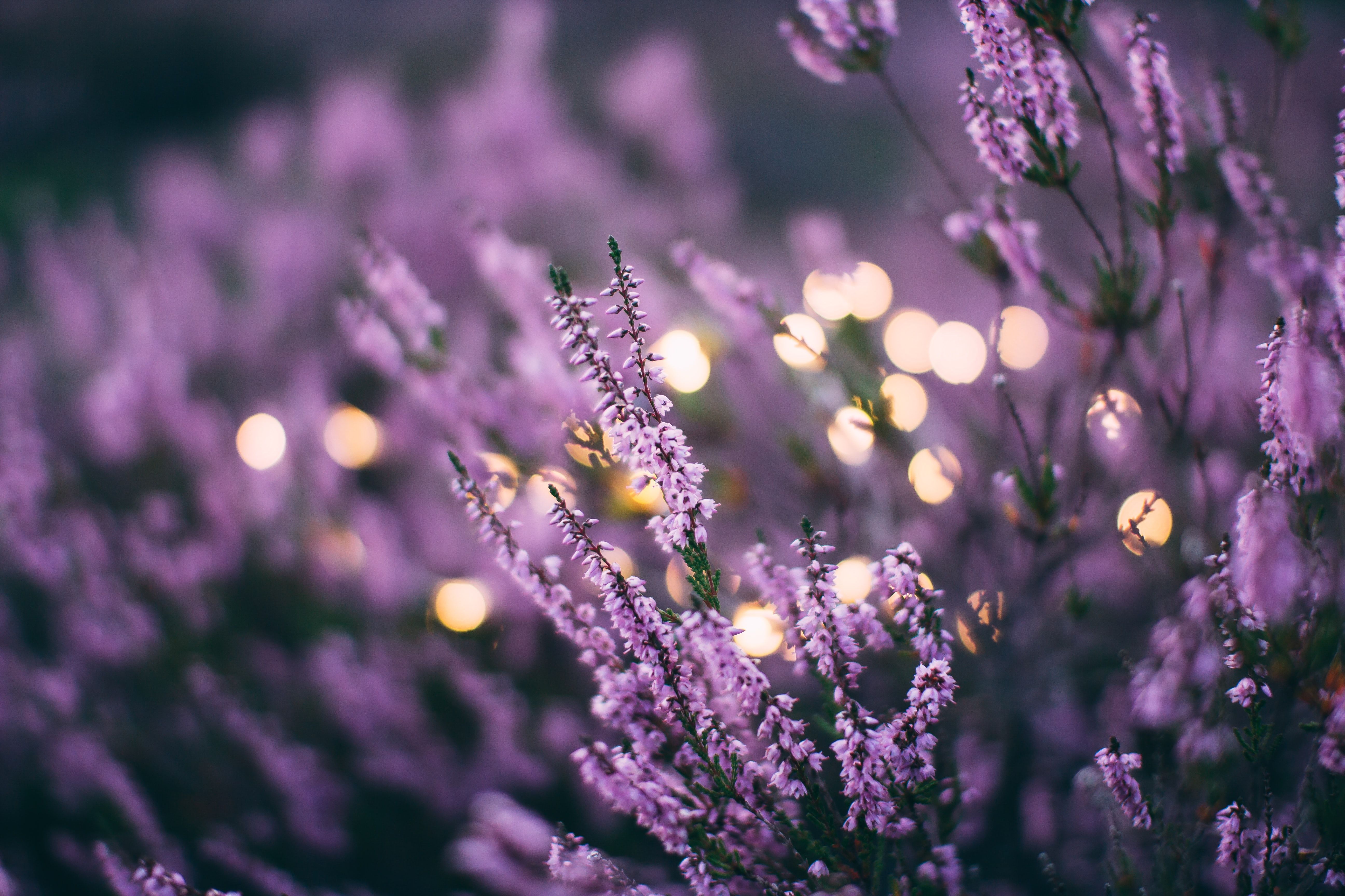 The important of lavander in Spain and France
