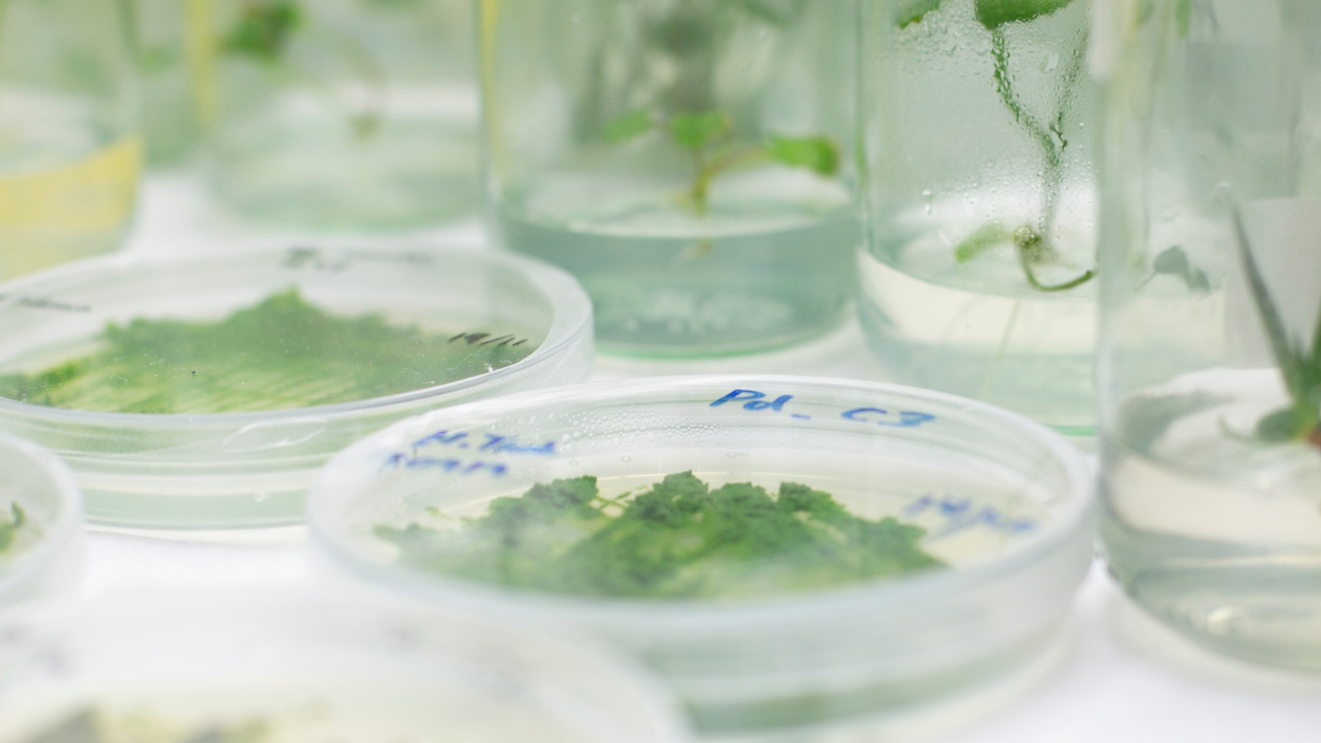 Vytrus Biotech