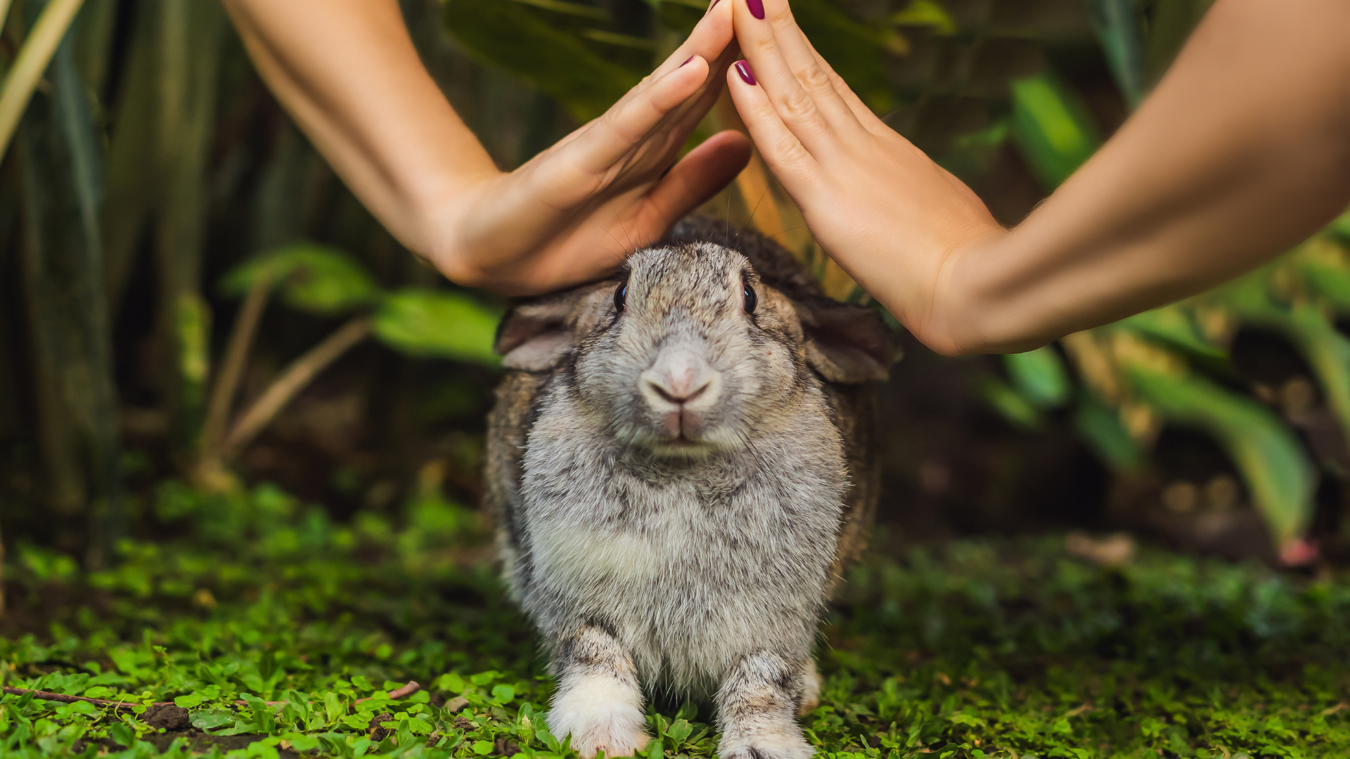 Testing animals 