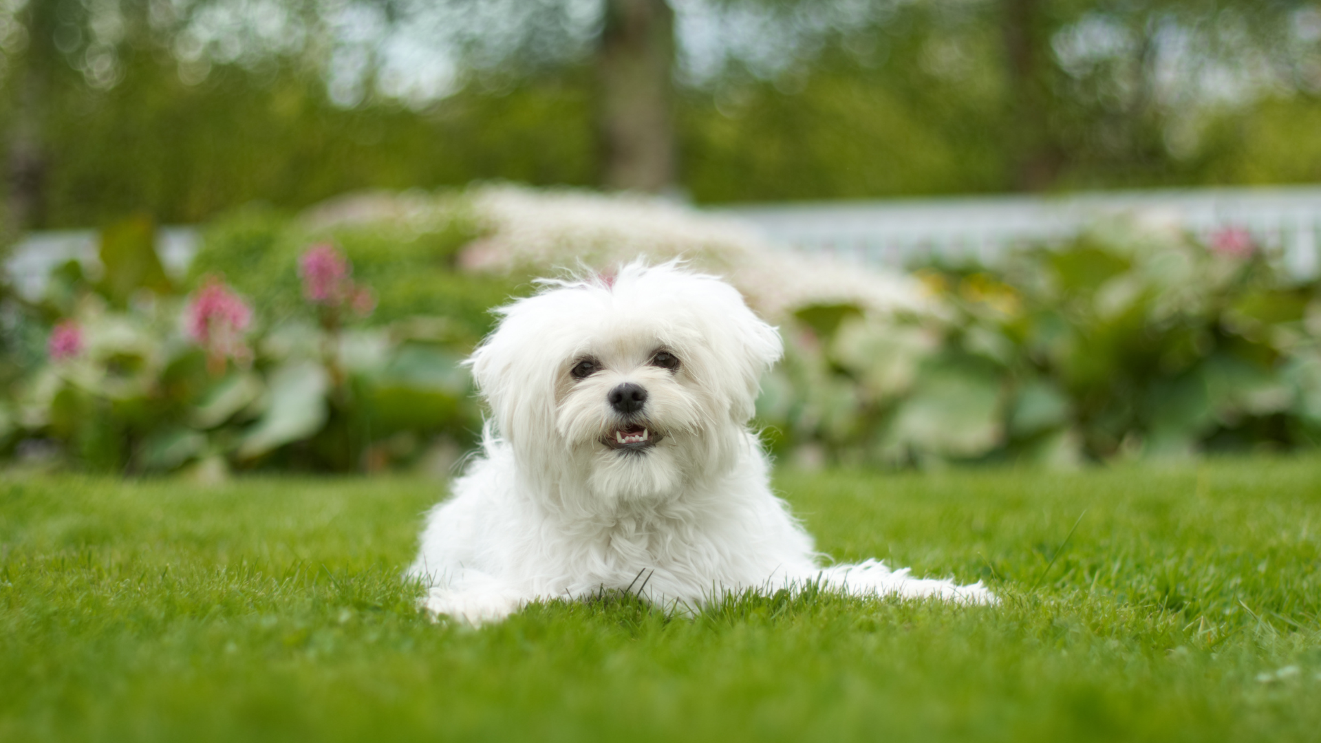 Petcare 