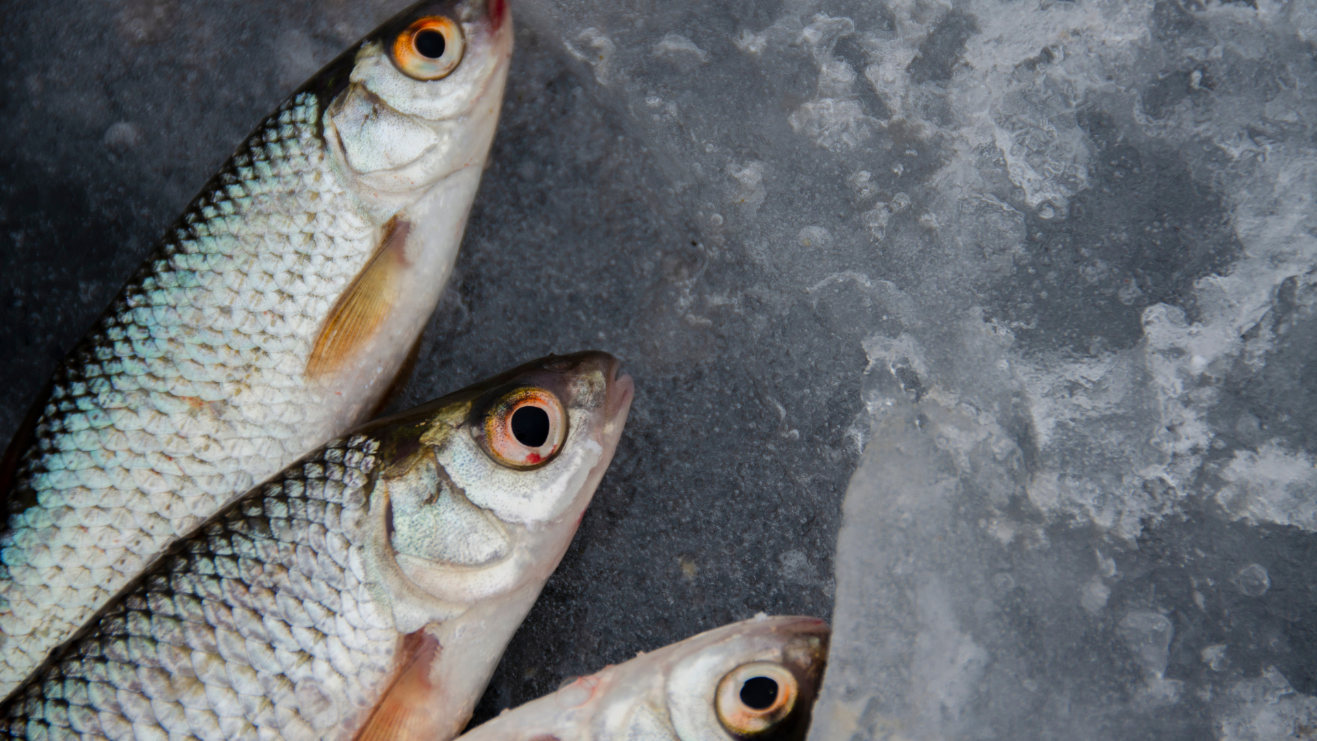Fish offal could revolutionise the cosmetics industry 