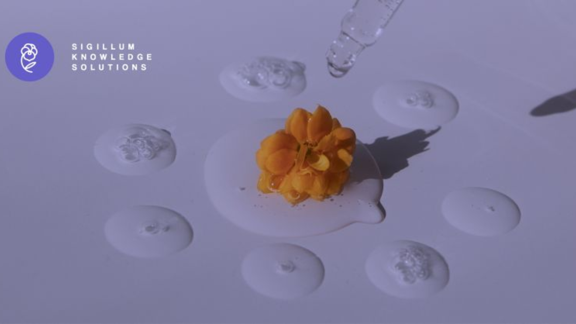 Sigillum Knowledge Solutions