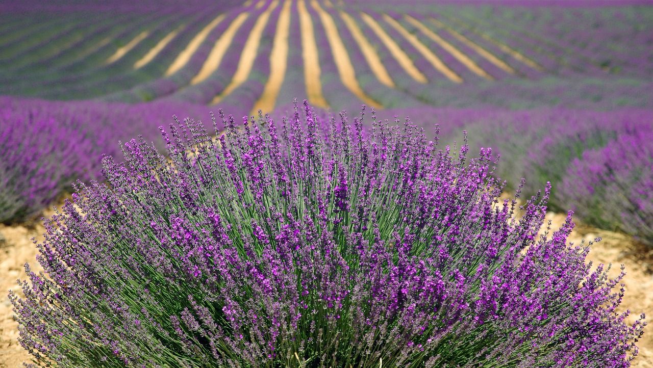 Campos de lavanda 