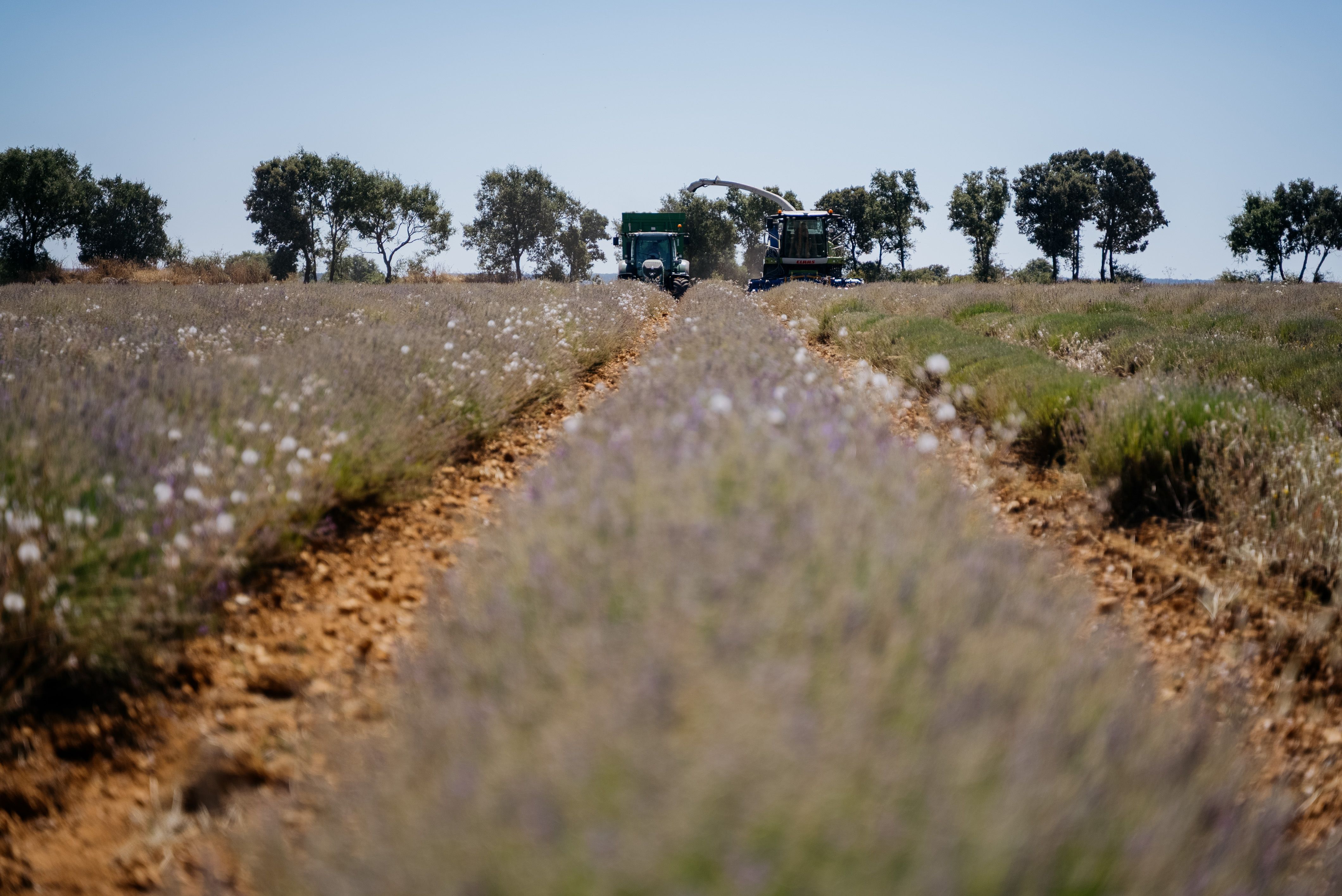 Lavanda Brihuega Lavanda Brihuega