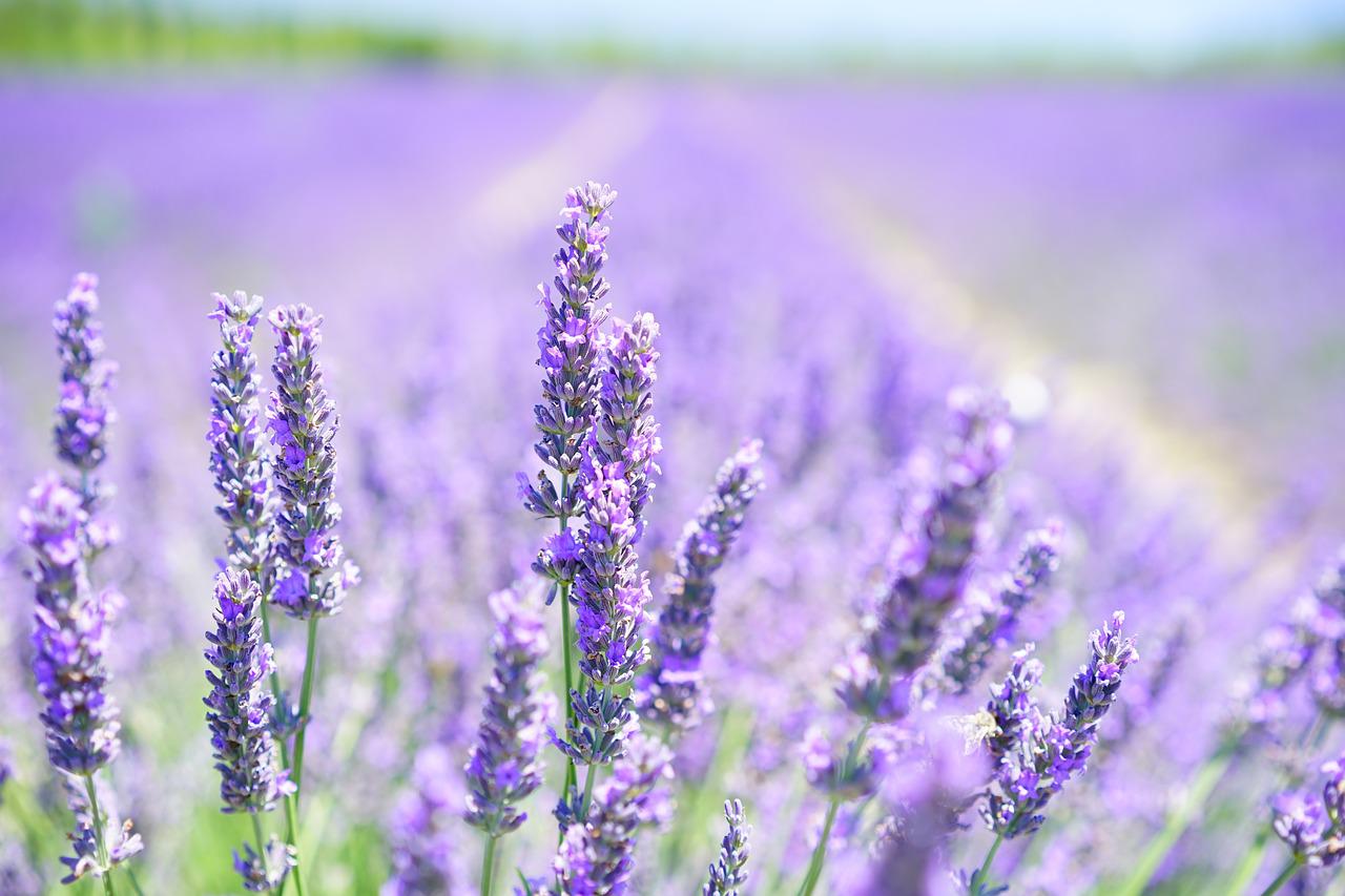 lavender gf6249ba4c 1280