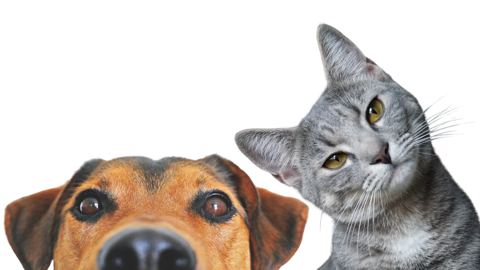 Pet Care Pet Care