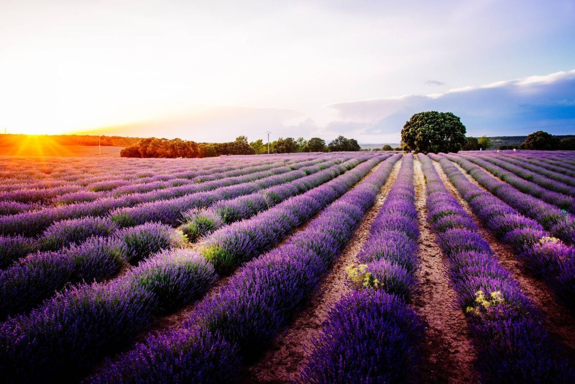 Cultivo de lavanda Brihuega y la polémica del Pacto Verde